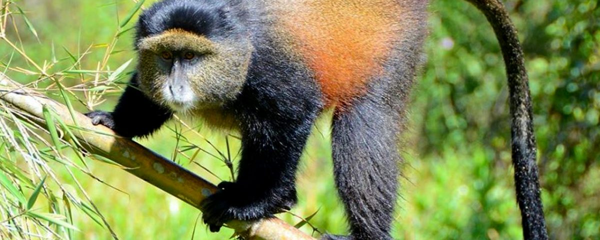 Golden Monkey Tracking in Volcanoes National Park