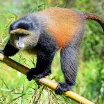 Golden Monkey Tracking in Volcanoes National Park