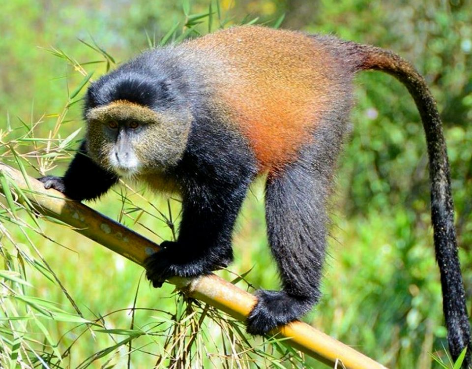 Golden Monkey Tracking in Volcanoes National Park