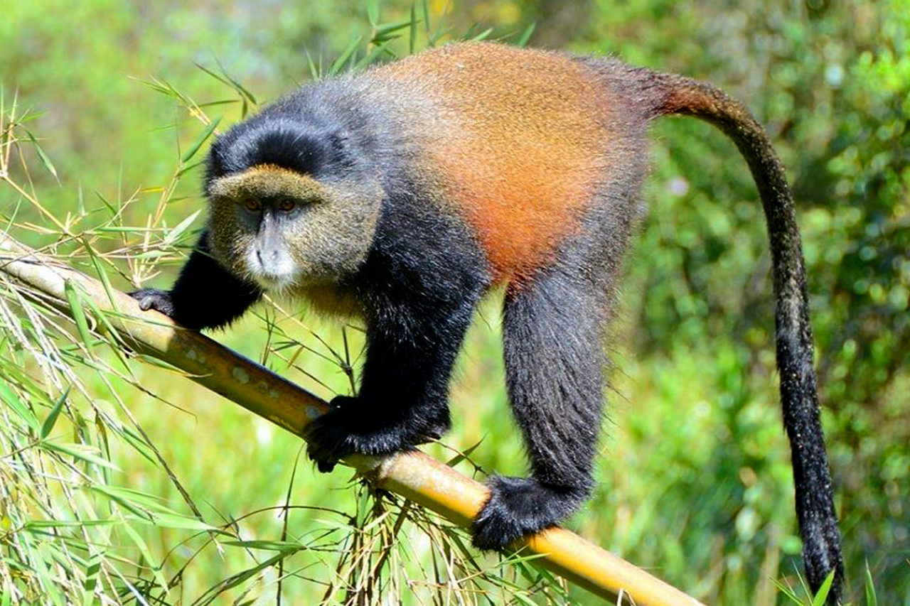 Golden Monkey Tracking in Volcanoes National Park