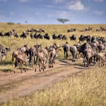 15 Days Kenya Uganda Safari