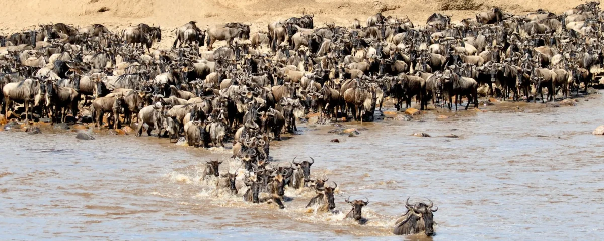 14 Days Rwanda & Tanzania Safari