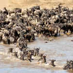 14 Days Rwanda & Tanzania Safari