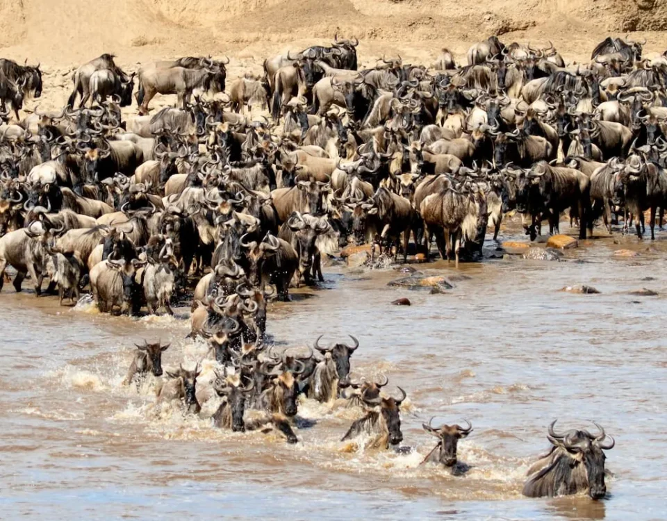 14 Days Rwanda & Tanzania Safari
