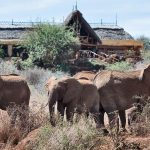 Akagera National Park Safari Activities