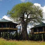 Tarangire Treetops Lodge