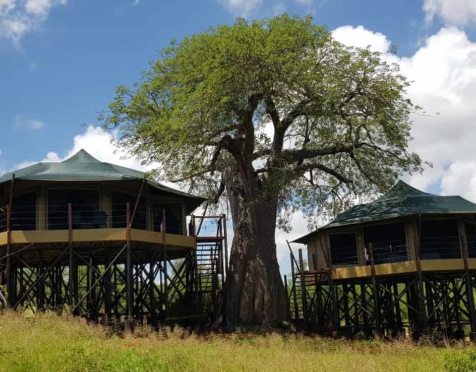 Tarangire Treetops Lodge