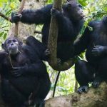 12 Days Kenya and Uganda Safari