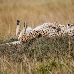 12 Days Rwanda and Kenya Safari