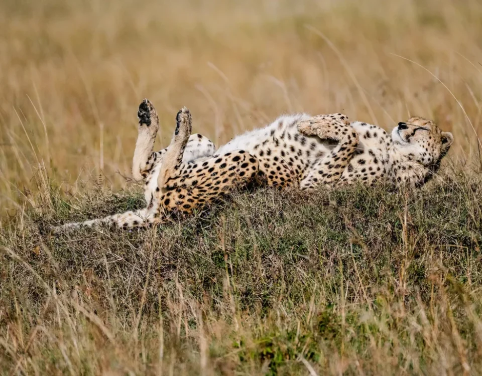 12 Days Rwanda and Kenya Safari