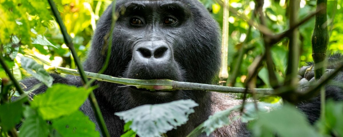 What Can I Expect During a Gorilla Trekking Experience?