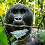 What Can I Expect During a Gorilla Trekking Experience?