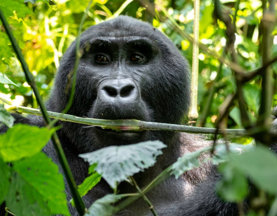 What Can I Expect During a Gorilla Trekking Experience?