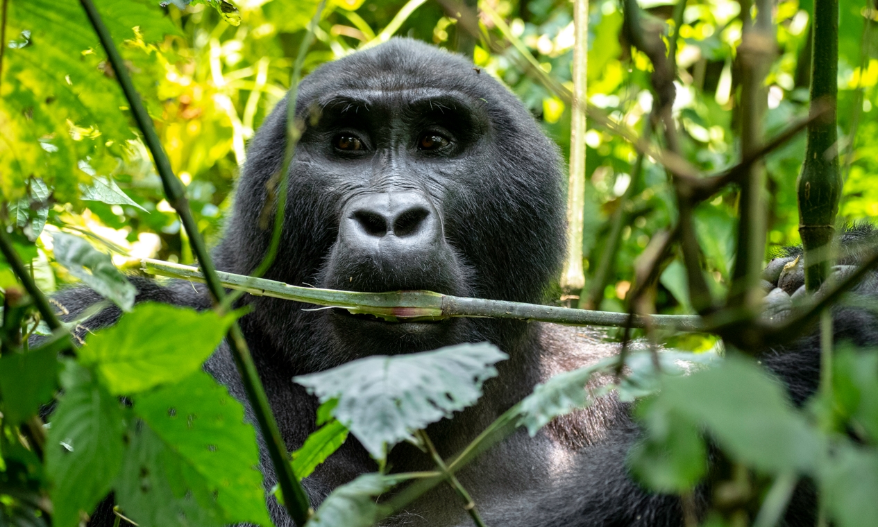 15 Days Kenya Uganda Safari