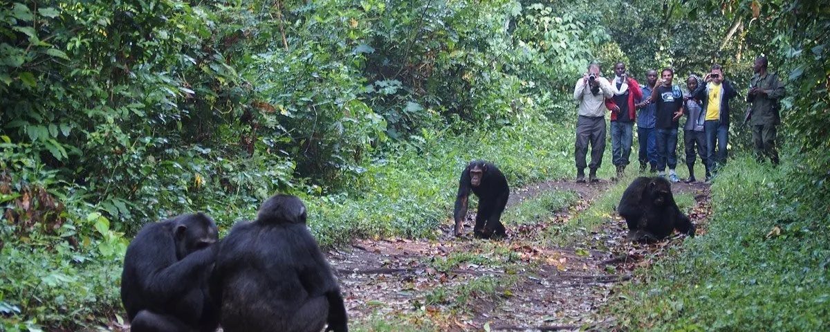 What Happens If Nature Calls During Gorilla Trekking?