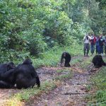 What Happens If Nature Calls During Gorilla Trekking?