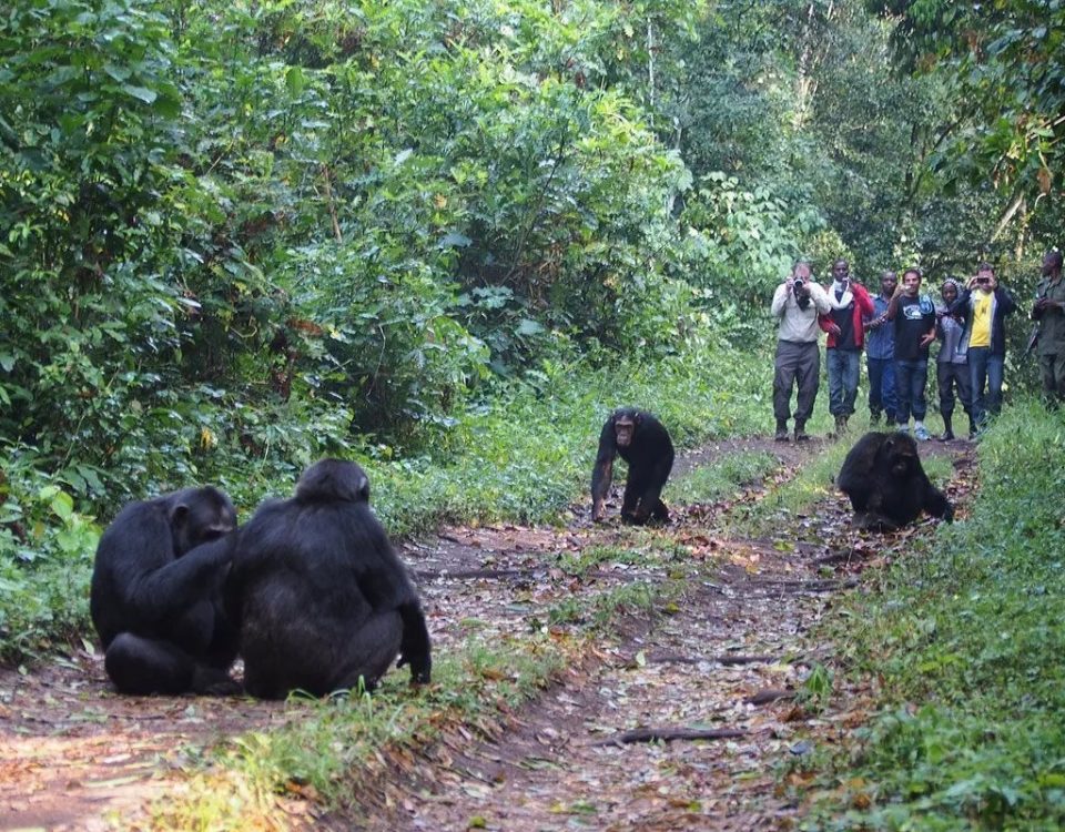What Happens If Nature Calls During Gorilla Trekking?