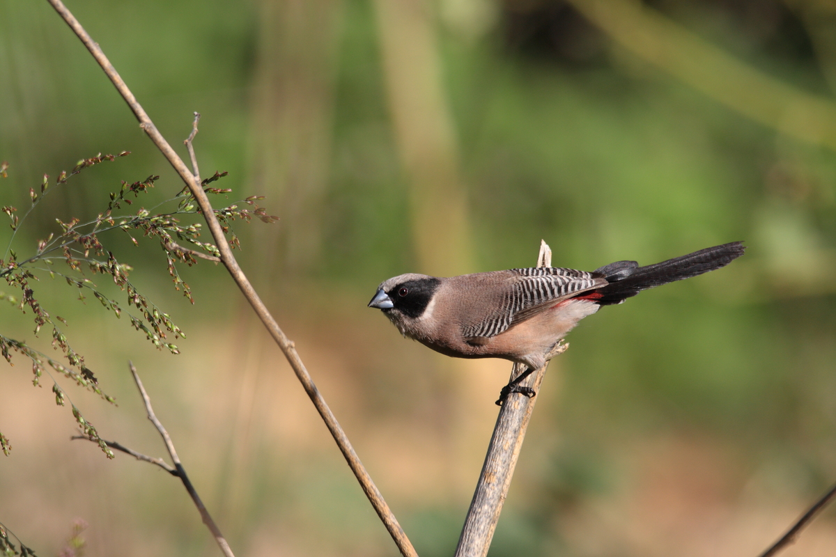 Are Birding Safaris Available in Amboseli?
