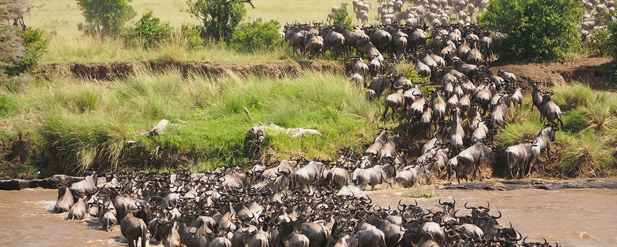13 Days Migration and Uganda Gorilla Safari