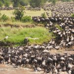 13 Days Migration and Uganda Gorilla Safari