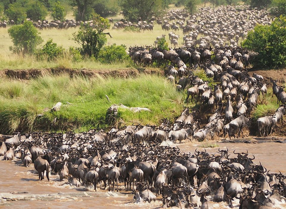 13 Days Migration and Uganda Gorilla Safari
