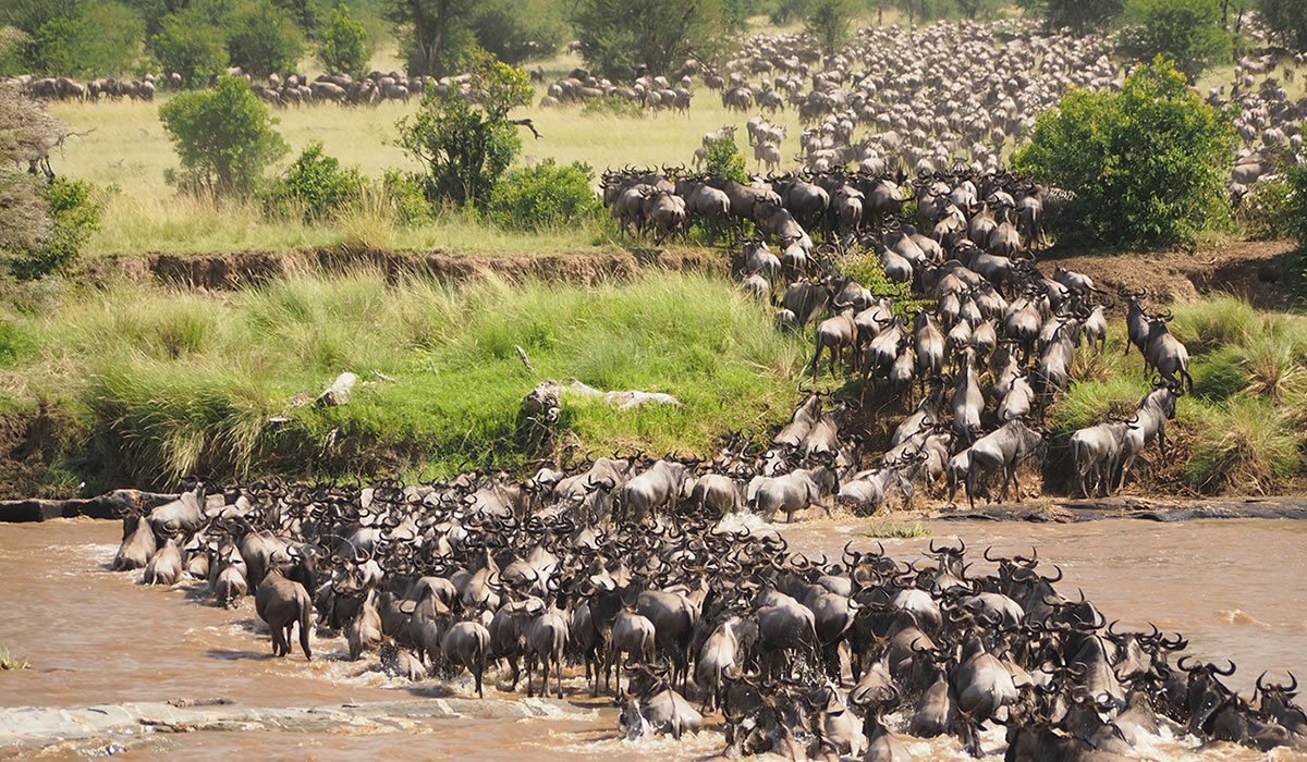 13 Days Migration and Uganda Gorilla Safari
