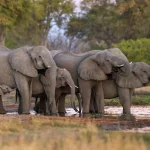 14 Days Rwanda and Kenya Safari