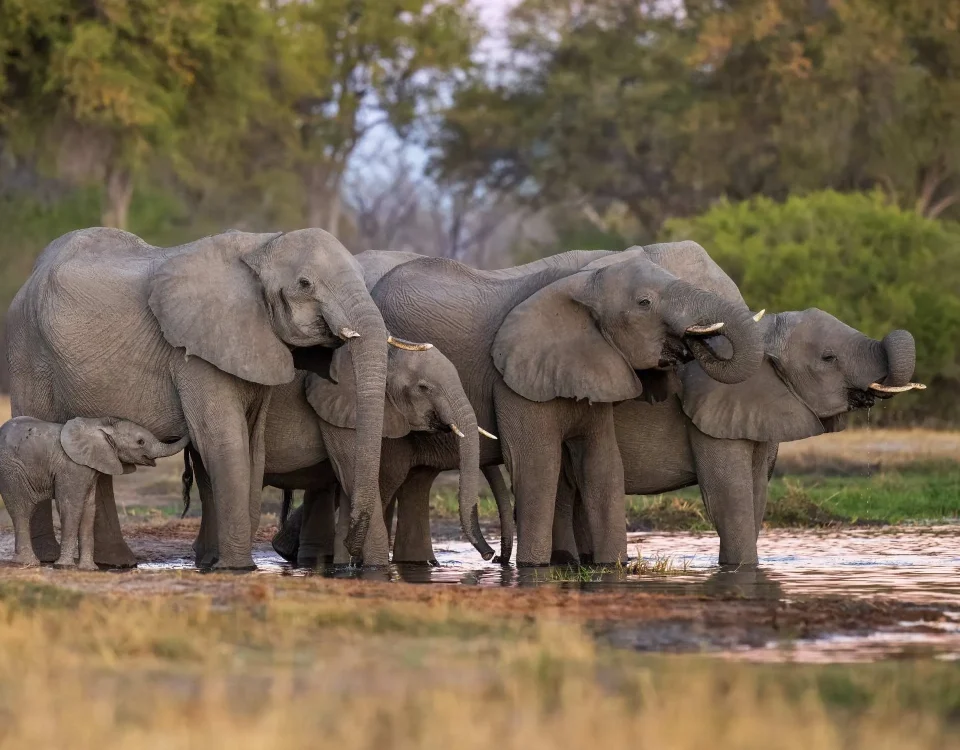 14 Days Rwanda and Kenya Safari