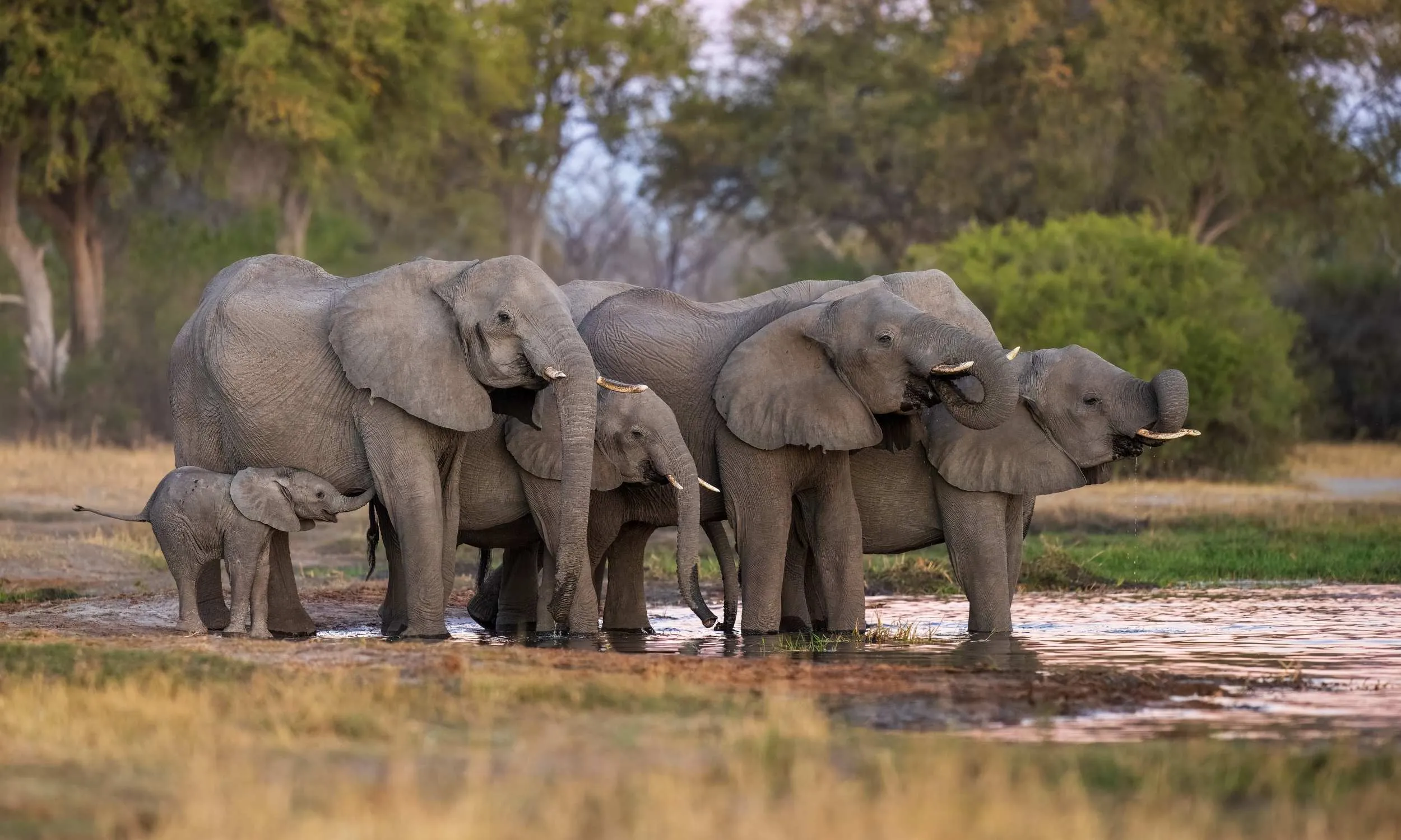 14 Days Rwanda and Kenya Safari