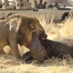 14 Days Uganda & Tanzania Tour