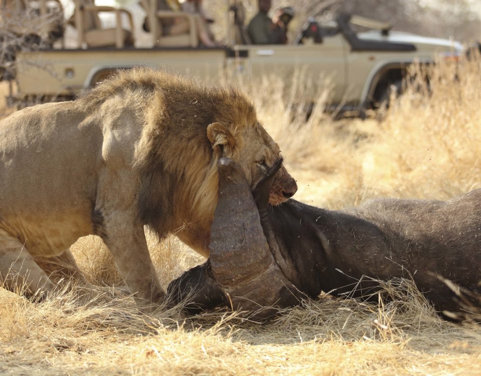 14 Days Uganda & Tanzania Tour