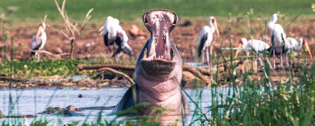 12 Days Uganda and Tanzania Safari