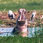 12 Days Uganda and Tanzania Safari