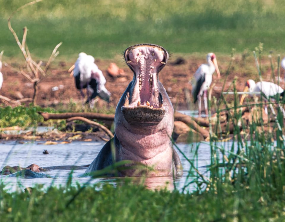 12 Days Uganda and Tanzania Safari