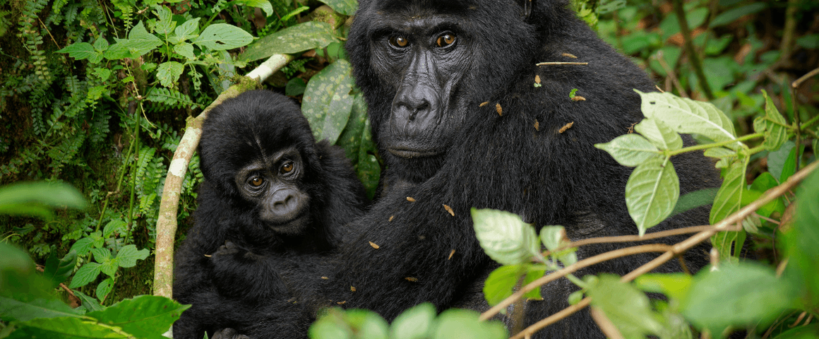 Gorilla Trekking & Culture Safaris