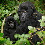 Gorilla Trekking & Culture Safaris