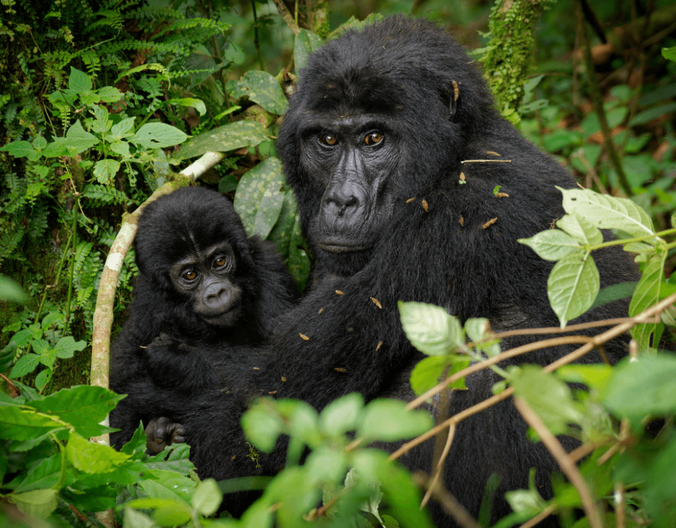 Gorilla Trekking & Culture Safaris