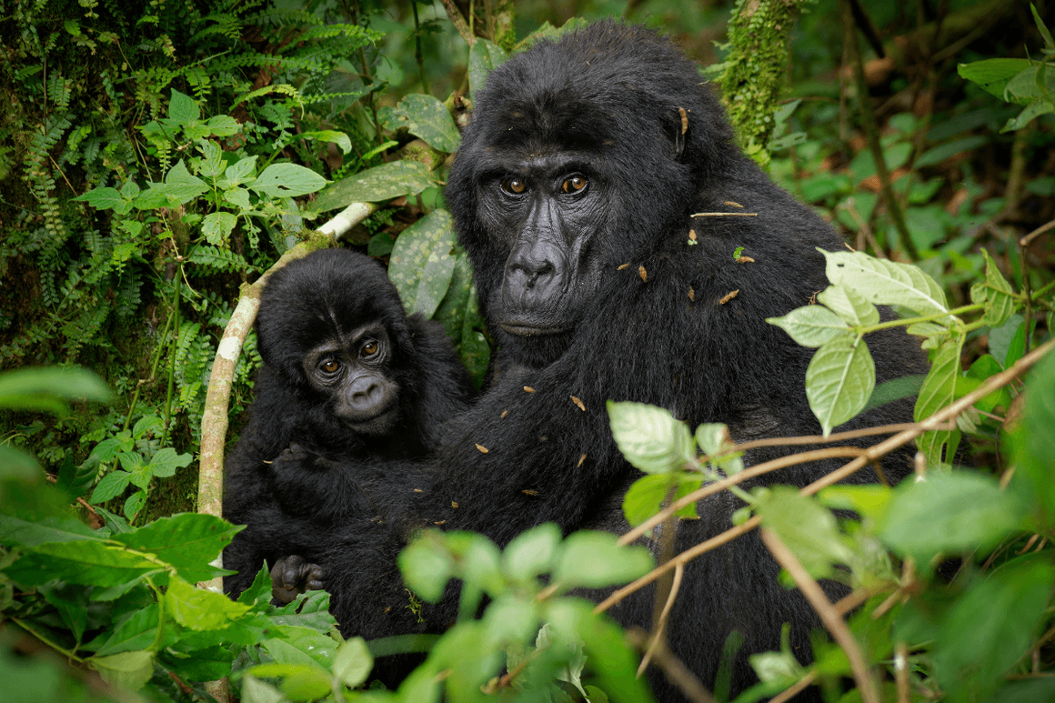 Gorilla Trekking & Culture Safaris