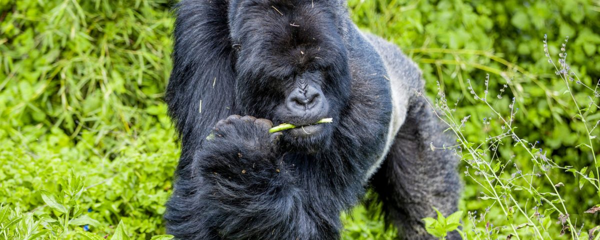 (Gorilla Trekking Uganda Vs Rwanda)