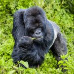 (Gorilla Trekking Uganda Vs Rwanda)