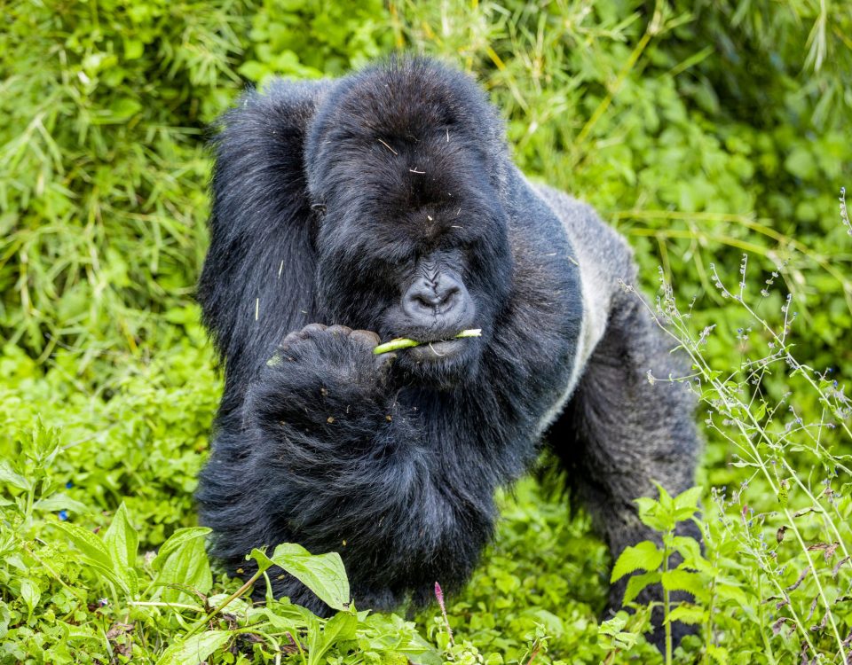 (Gorilla Trekking Uganda Vs Rwanda)