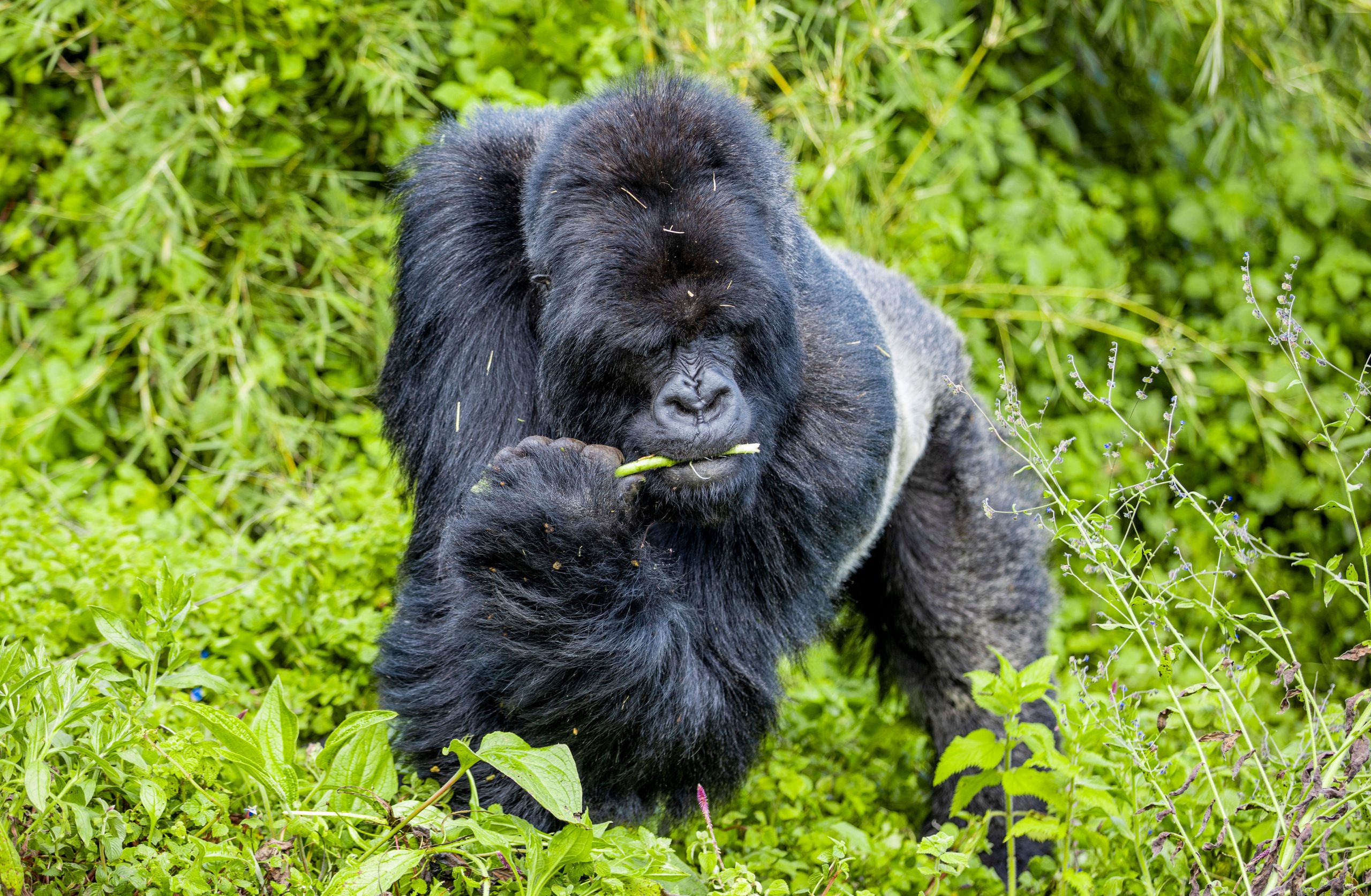 (Gorilla Trekking Uganda Vs Rwanda)