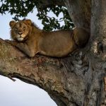 Wildlife Safaris in Uganda