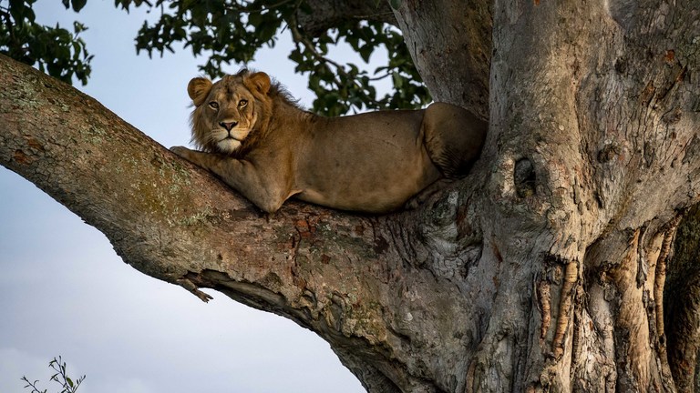 Wildlife Safaris in Uganda