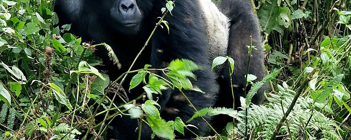 Why Should I Combine Rwanda and Uganda in One Safari Itinerary?