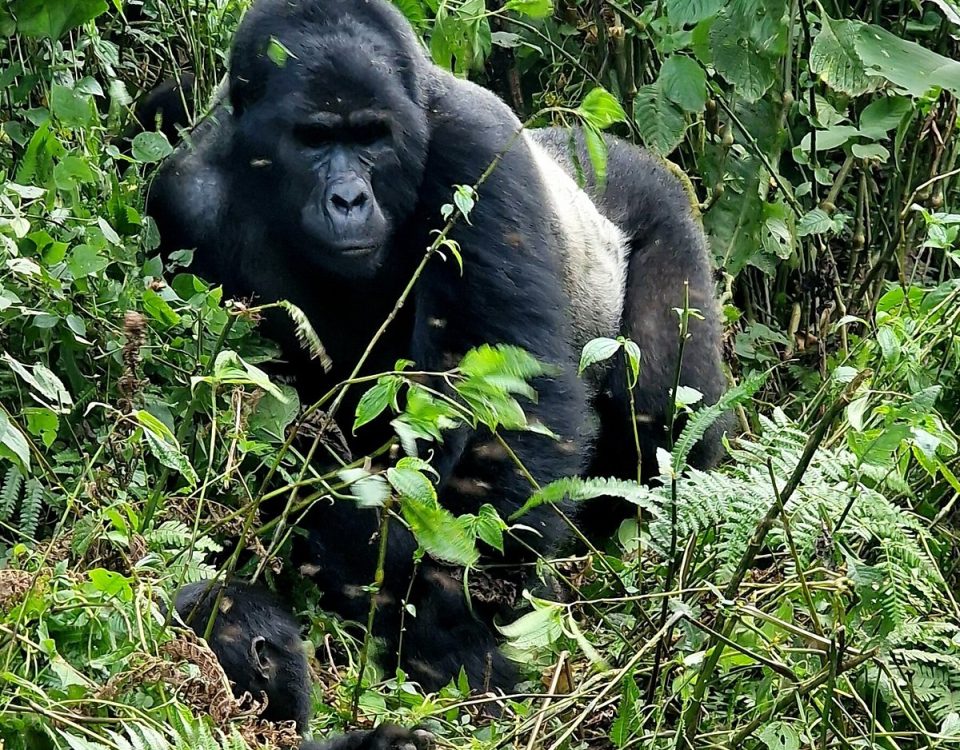 Why Should I Combine Rwanda and Uganda in One Safari Itinerary?