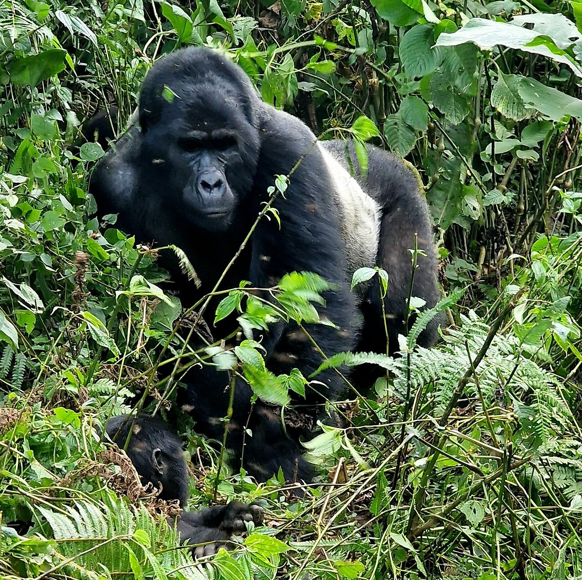 Is Gorilla Trekking Safe in Uganda?