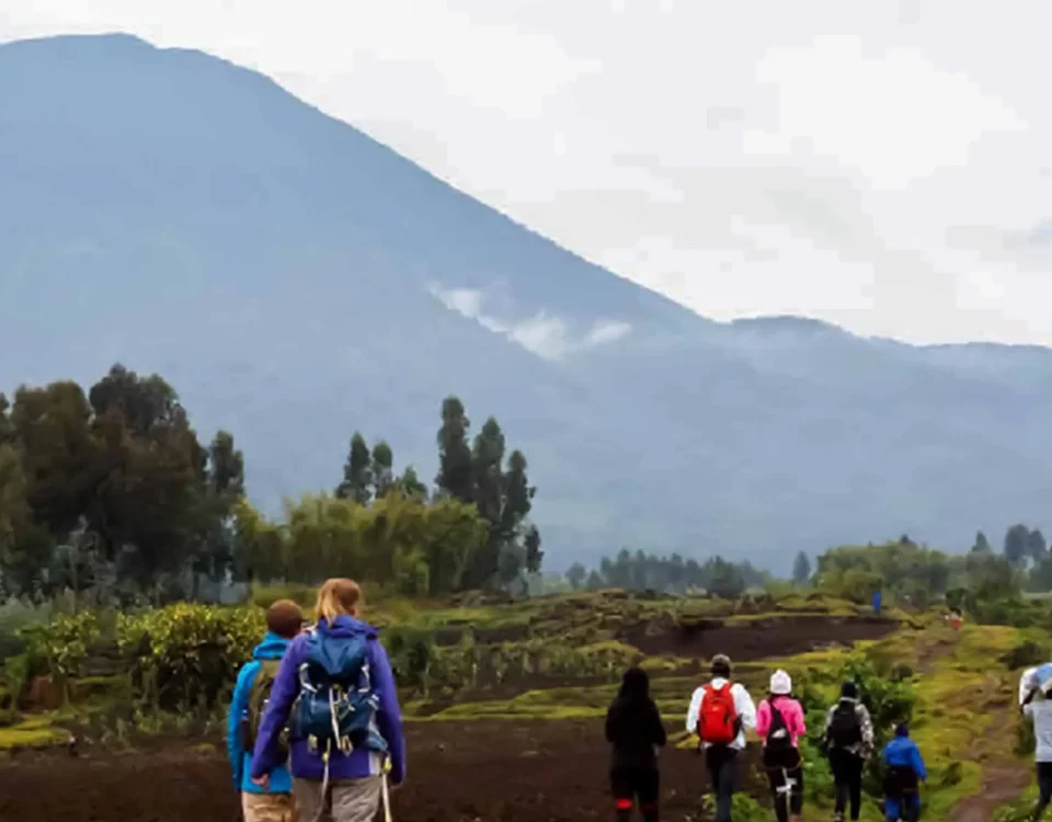 Can volcano hiking be combined with gorilla trekking?