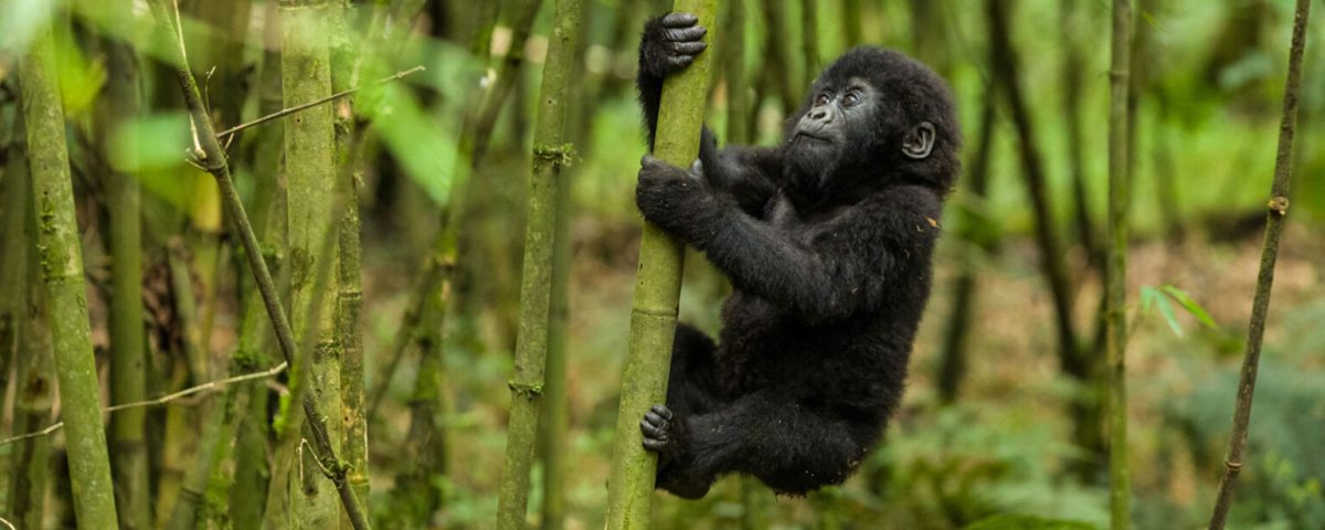 Gorilla Trekking
