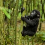 Gorilla Trekking